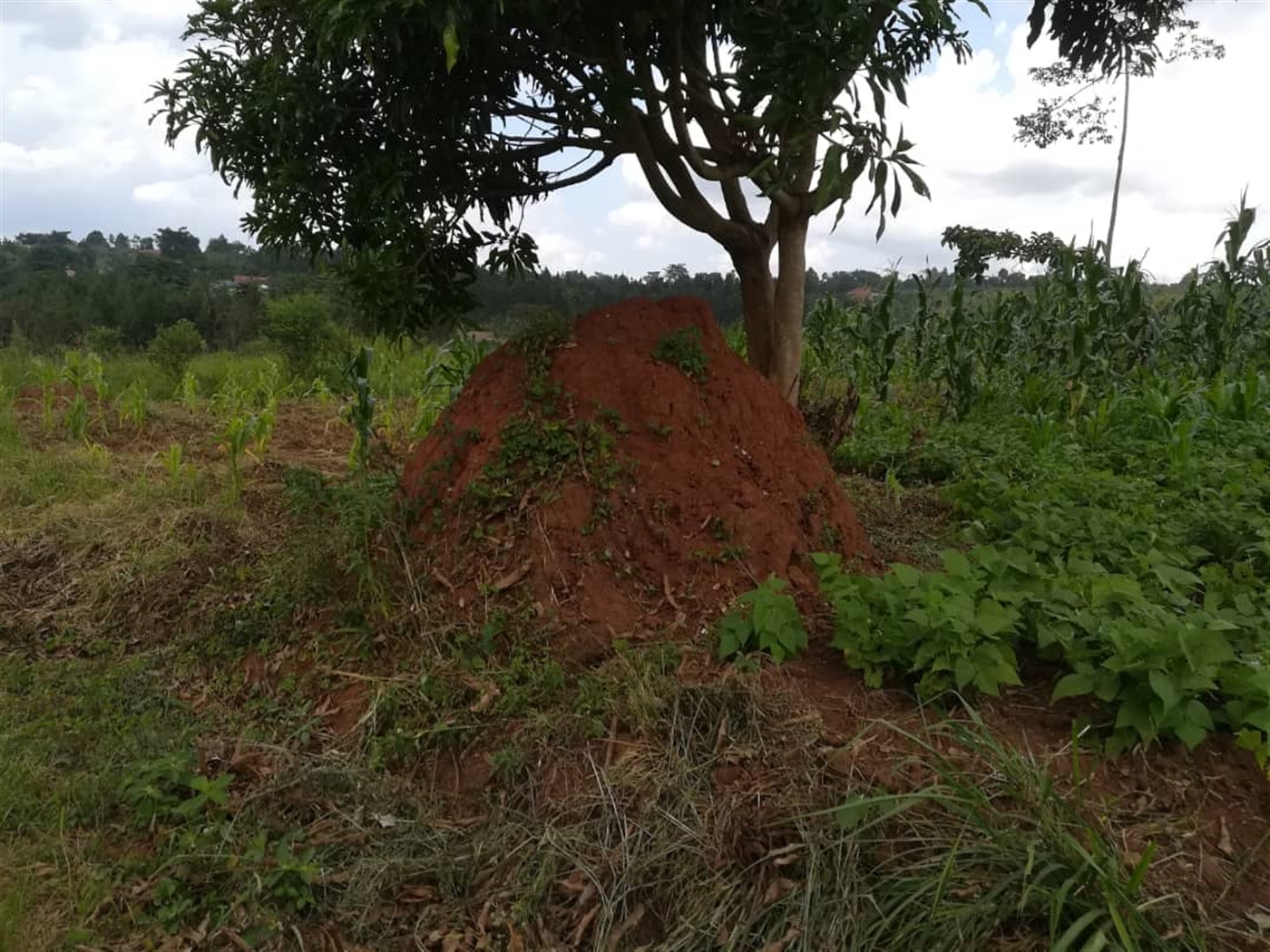 Residential Land for sale in Nabuuta Mukono