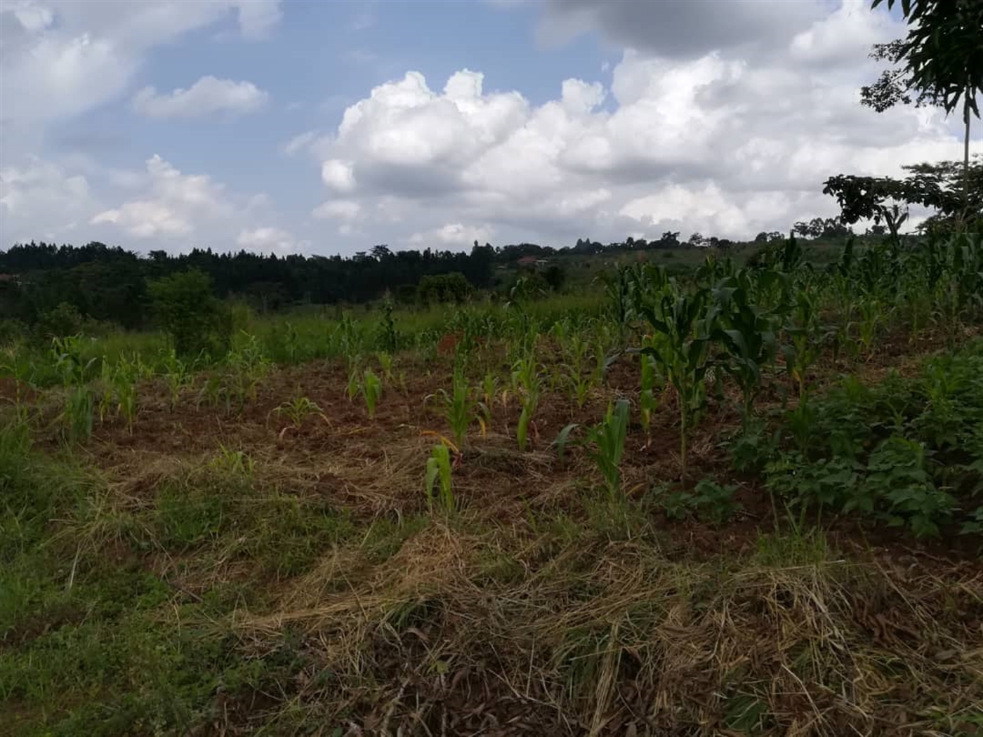 Residential Land for sale in Nabuuta Mukono