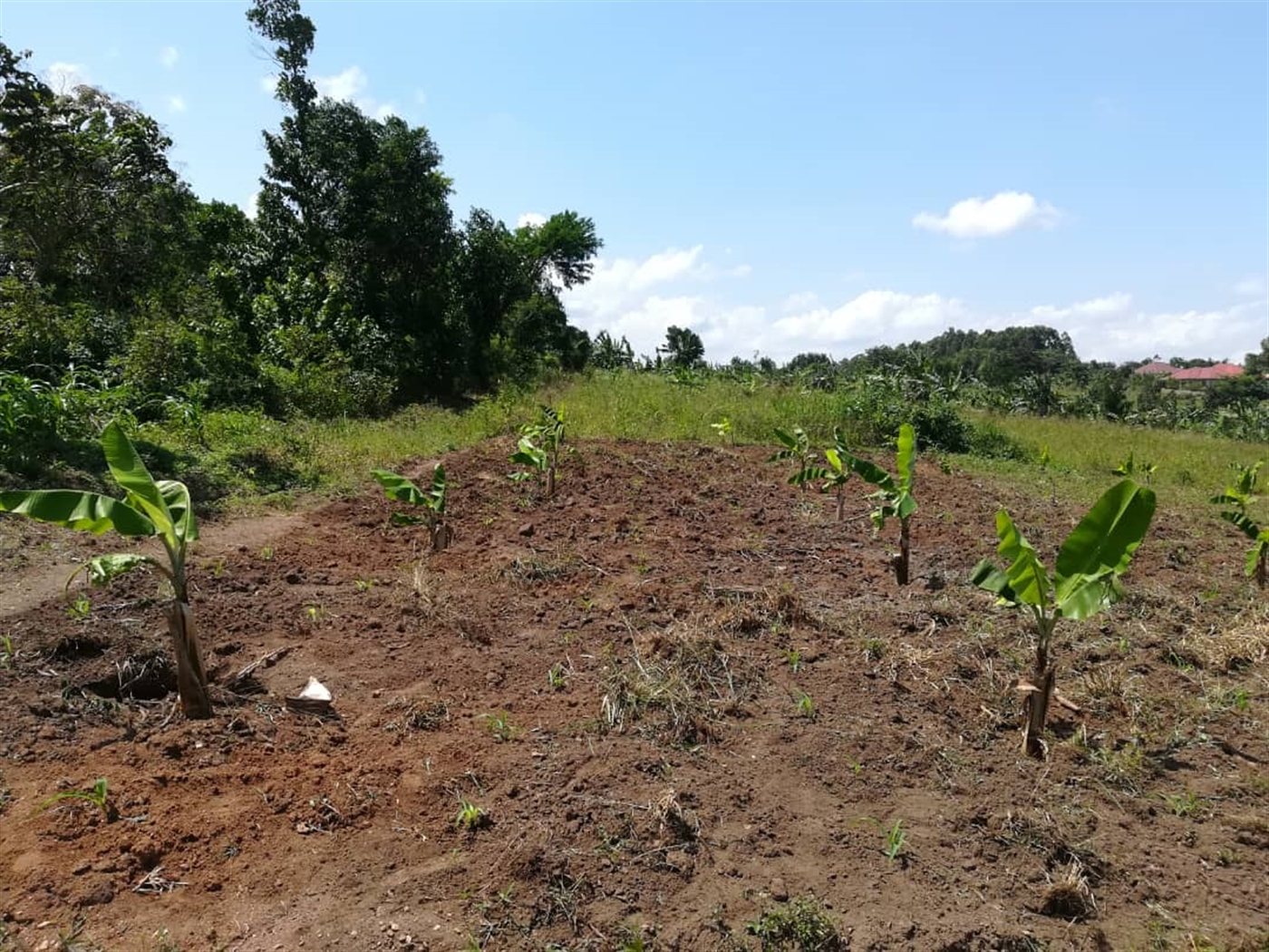 Residential Land for sale in Namawojjolo Mukono