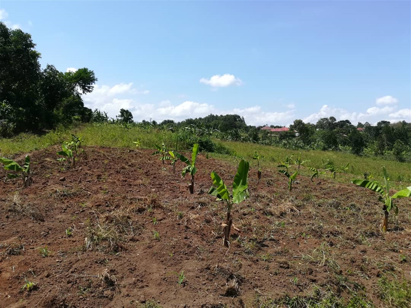 Residential Land for sale in Namawojjolo Mukono