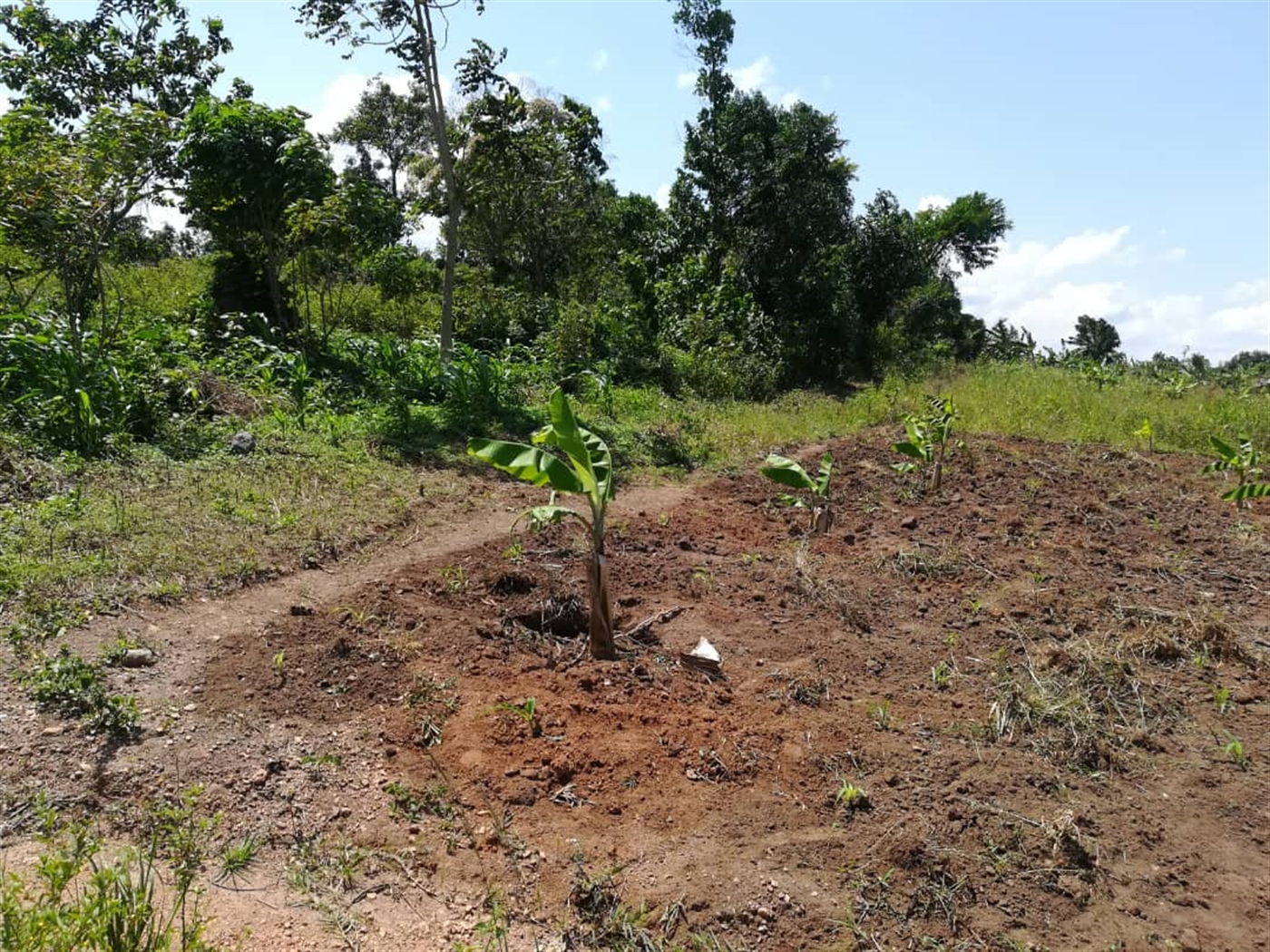 Residential Land for sale in Namawojjolo Mukono