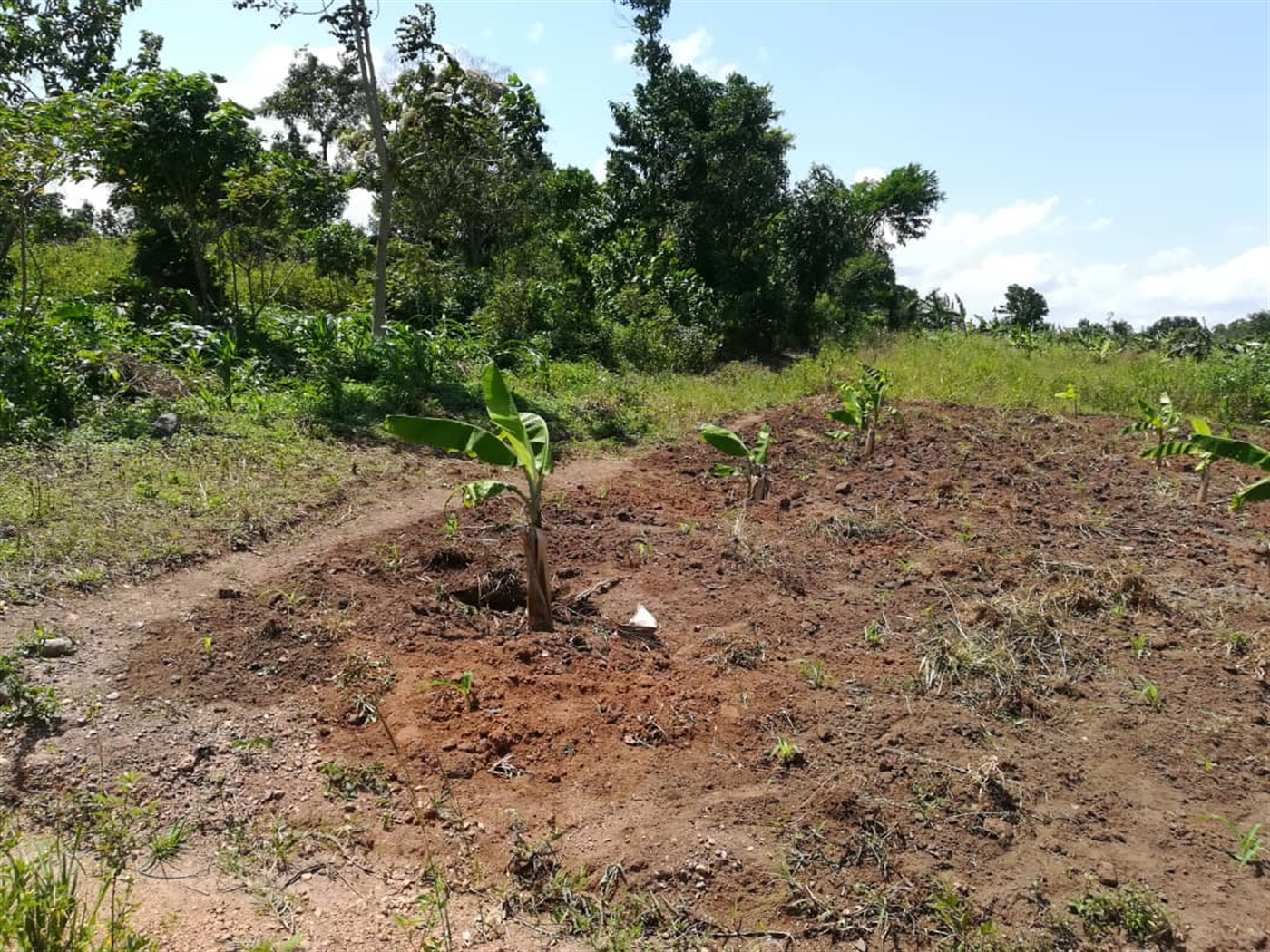 Residential Land for sale in Namawojjolo Mukono