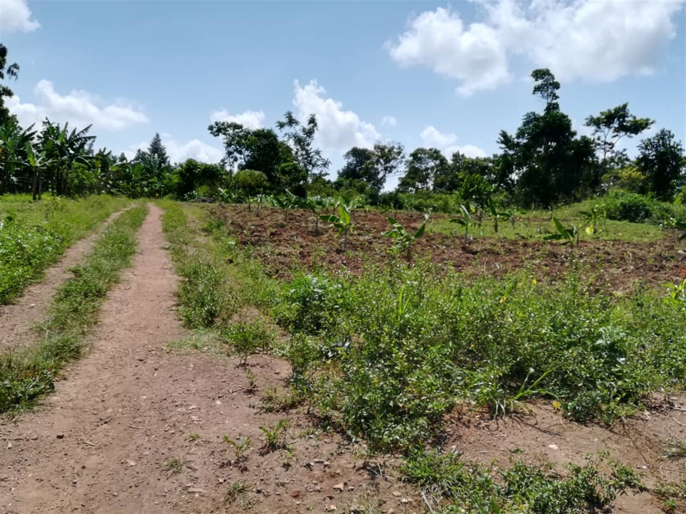 Residential Land for sale in Namawojjolo Mukono