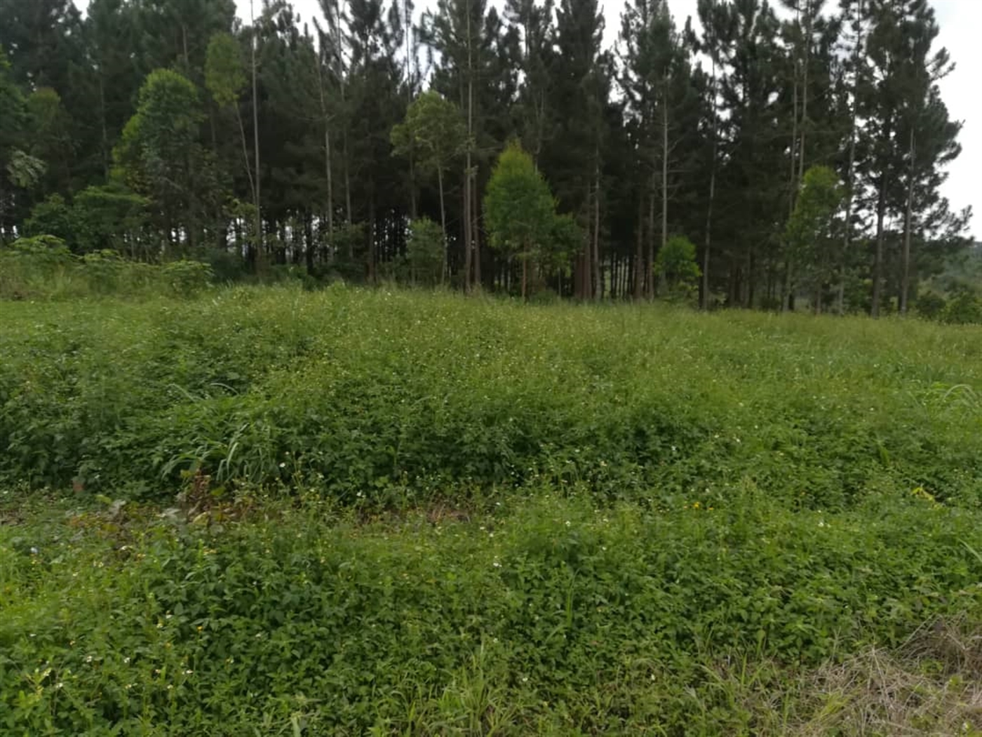 Residential Land for sale in Nabuuta Mukono