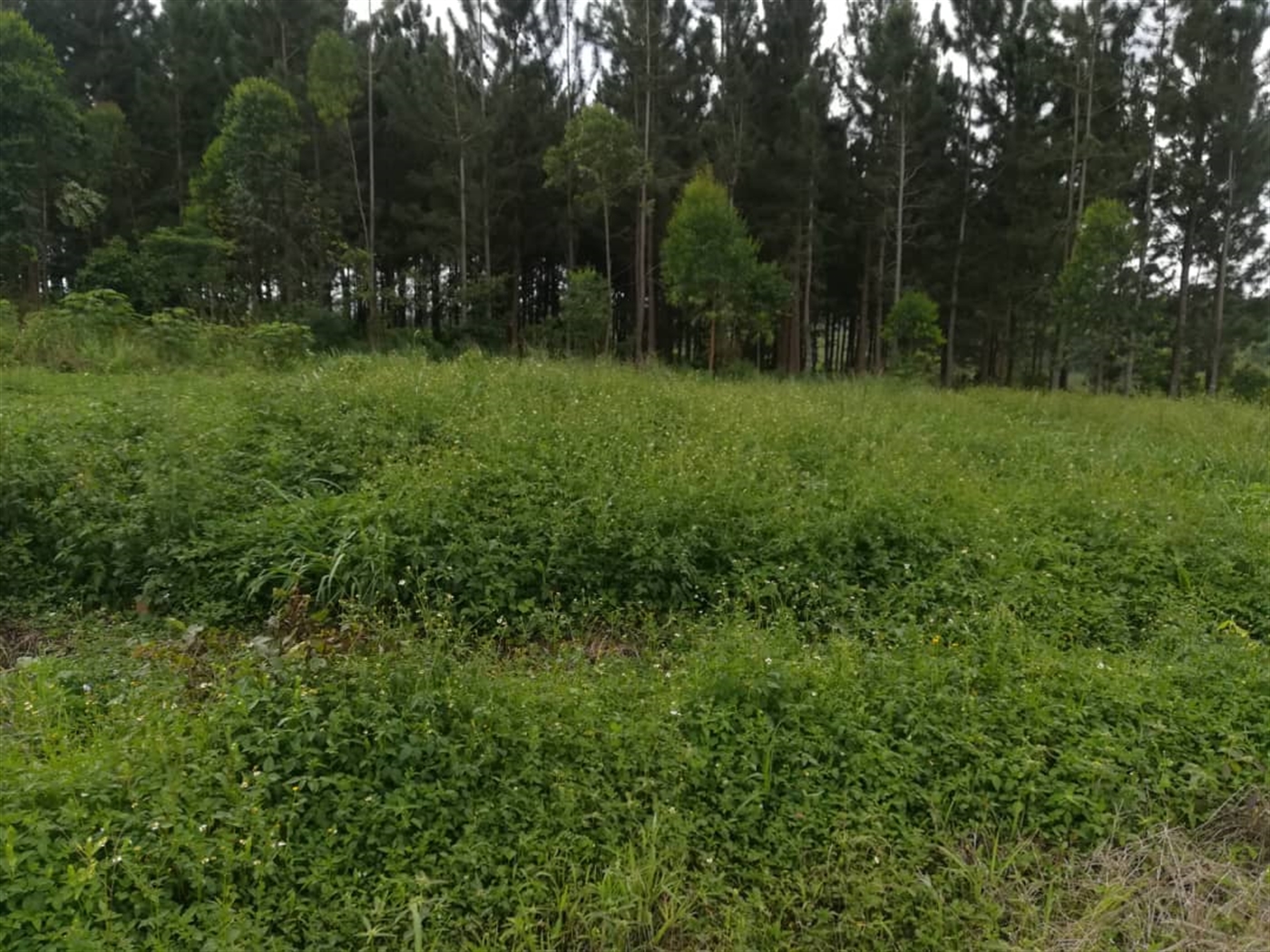 Residential Land for sale in Nabuuta Mukono