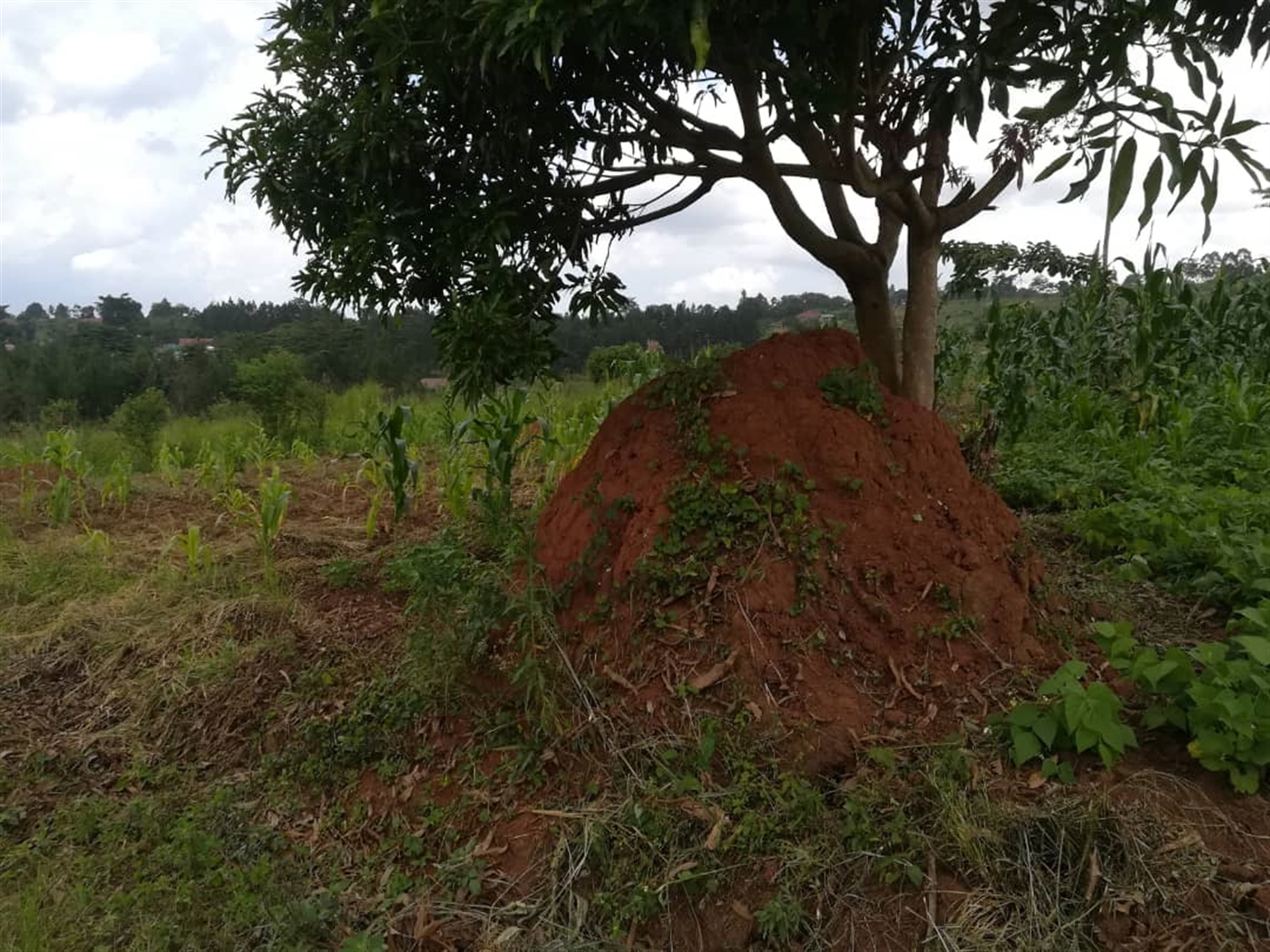 Residential Land for sale in Nabuuta Mukono