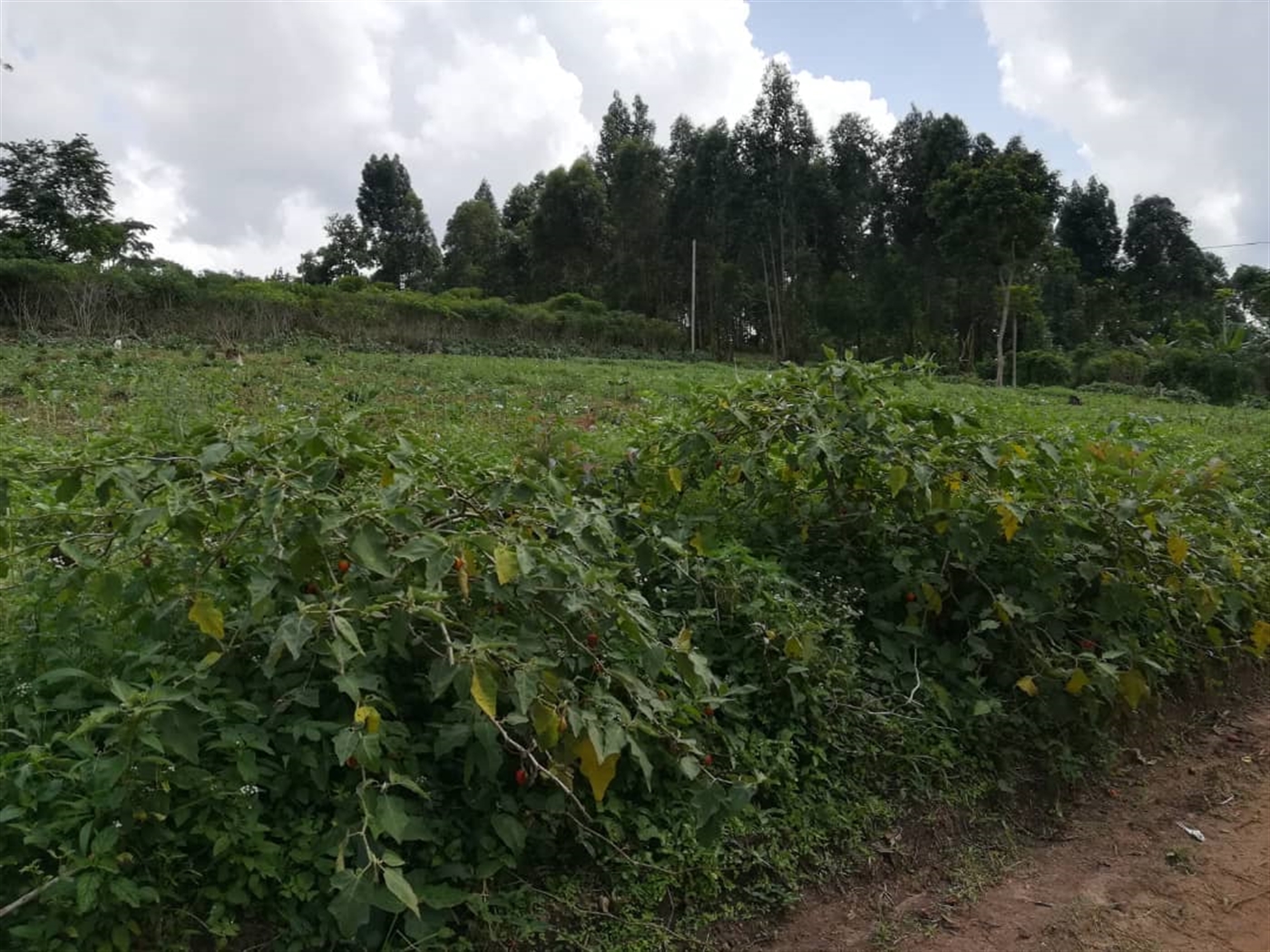 Residential Land for sale in Nabuuta Mukono