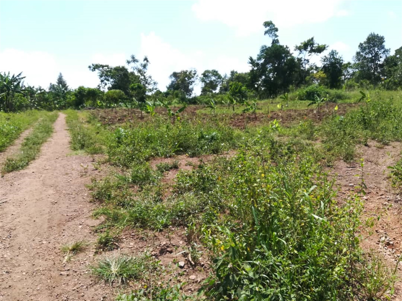 Residential Land for sale in Namawojjolo Mukono