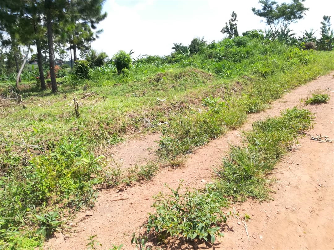 Residential Land for sale in Namawojjolo Mukono