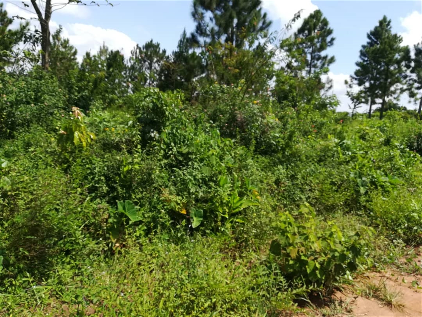 Residential Land for sale in Namawojjolo Mukono