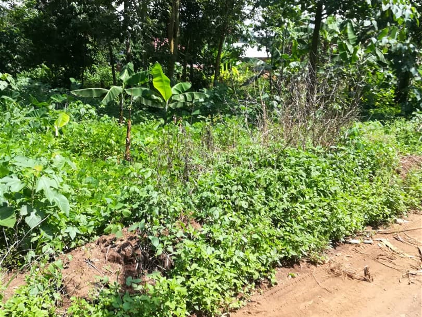 Residential Land for sale in Namawojjolo Mukono