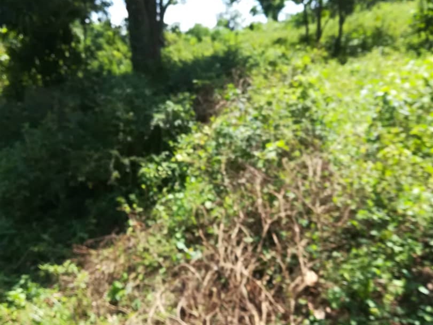 Residential Land for sale in Namawojjolo Mukono