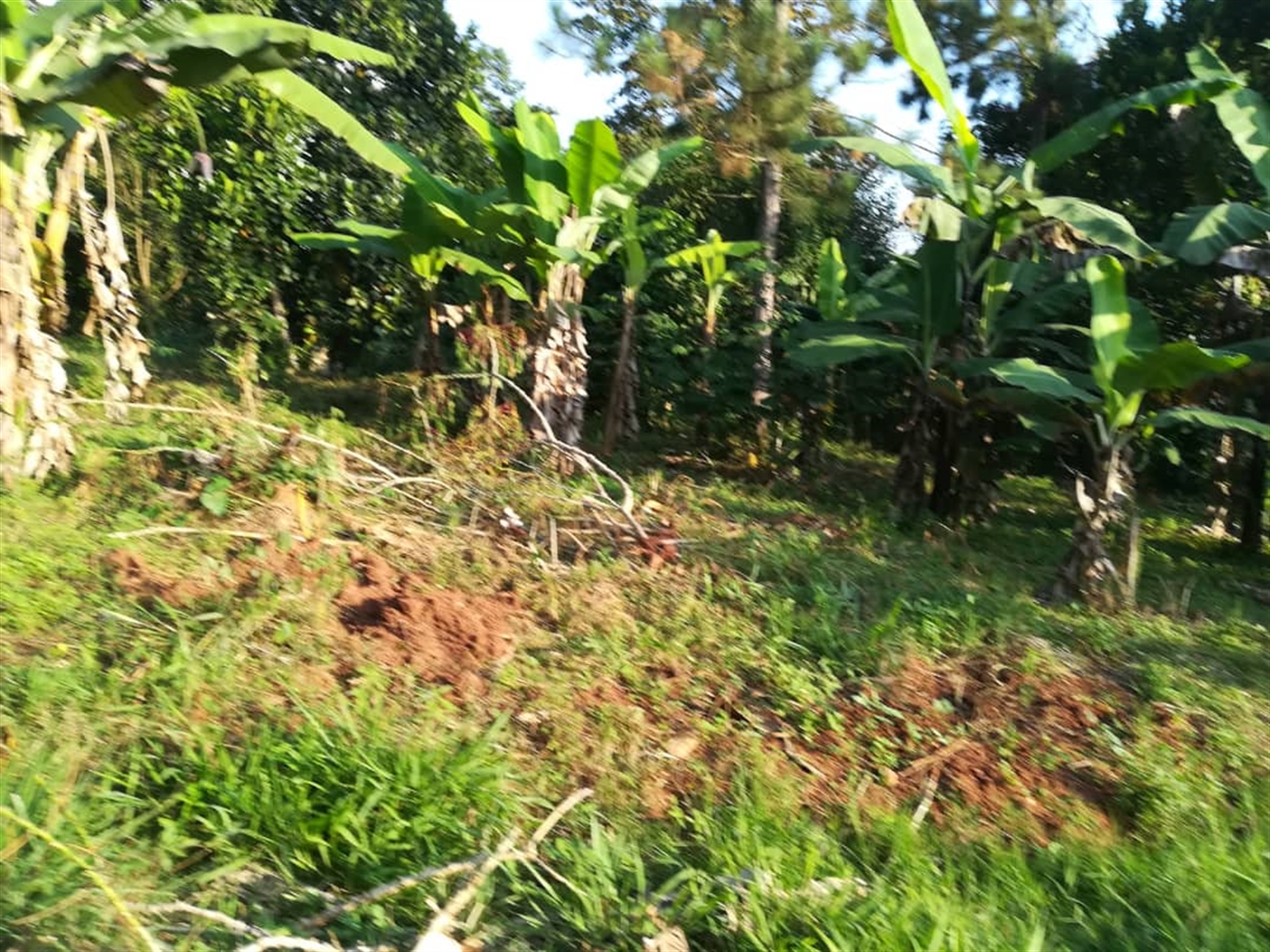 Residential Land for sale in Nakabago Mukono