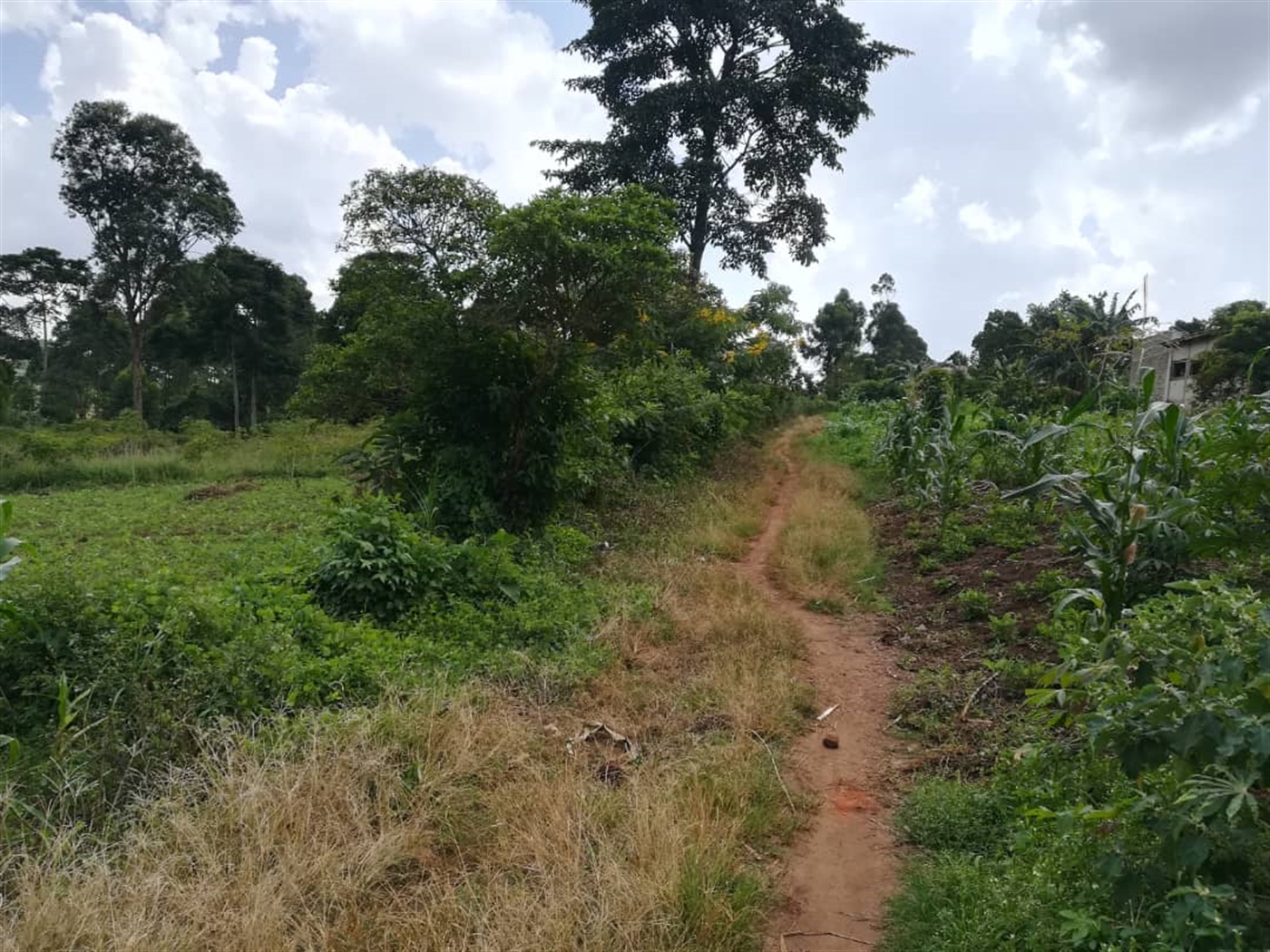 Residential Land for sale in Naama Mukono