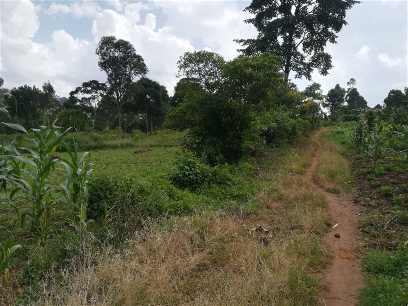 Residential Land for sale in Naama Mukono