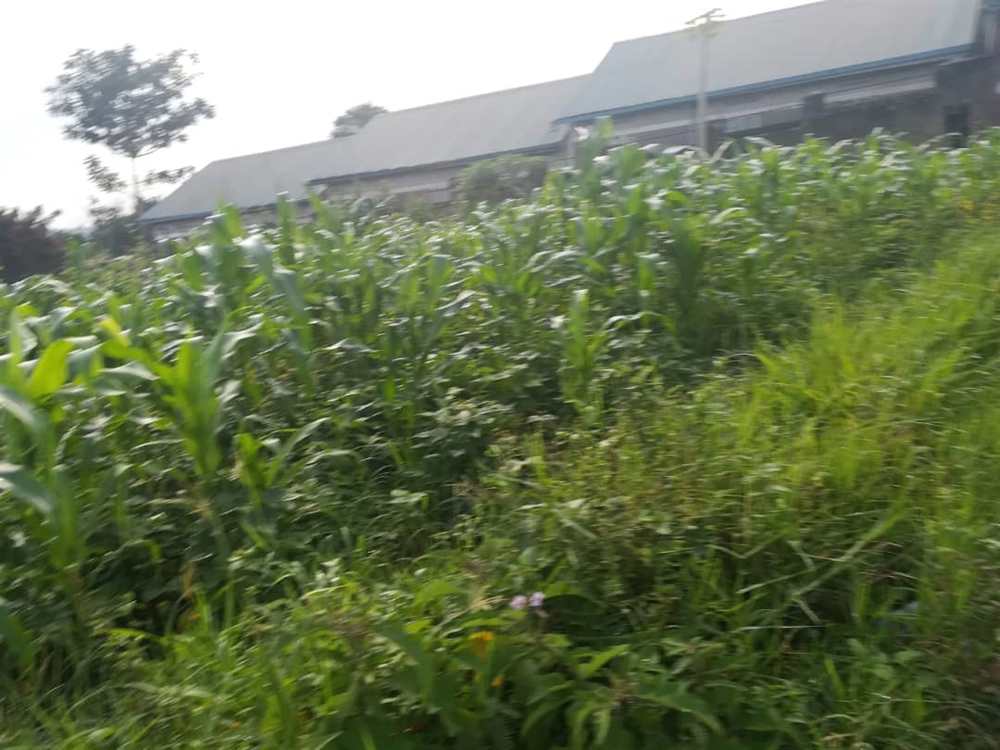 Residential Land for sale in Naama Mukono