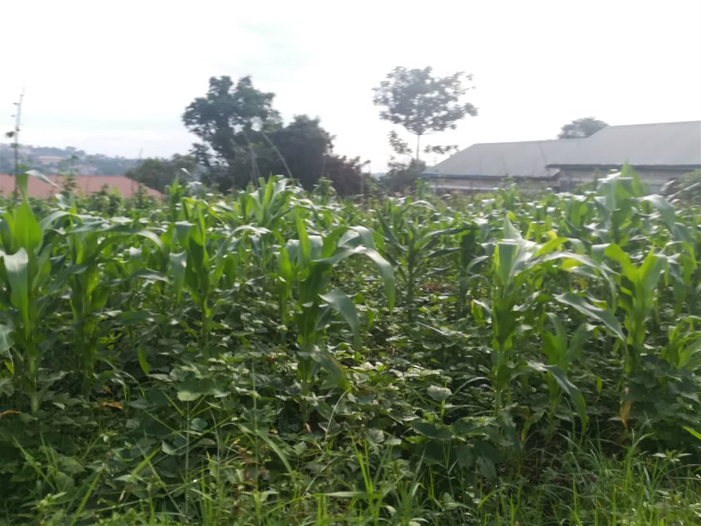 Residential Land for sale in Naama Mukono