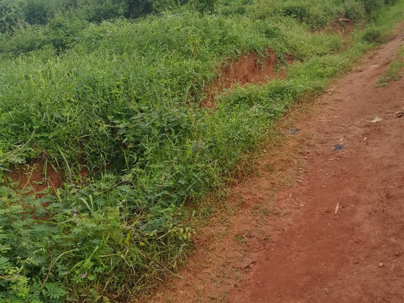 Residential Land for sale in Naama Mukono