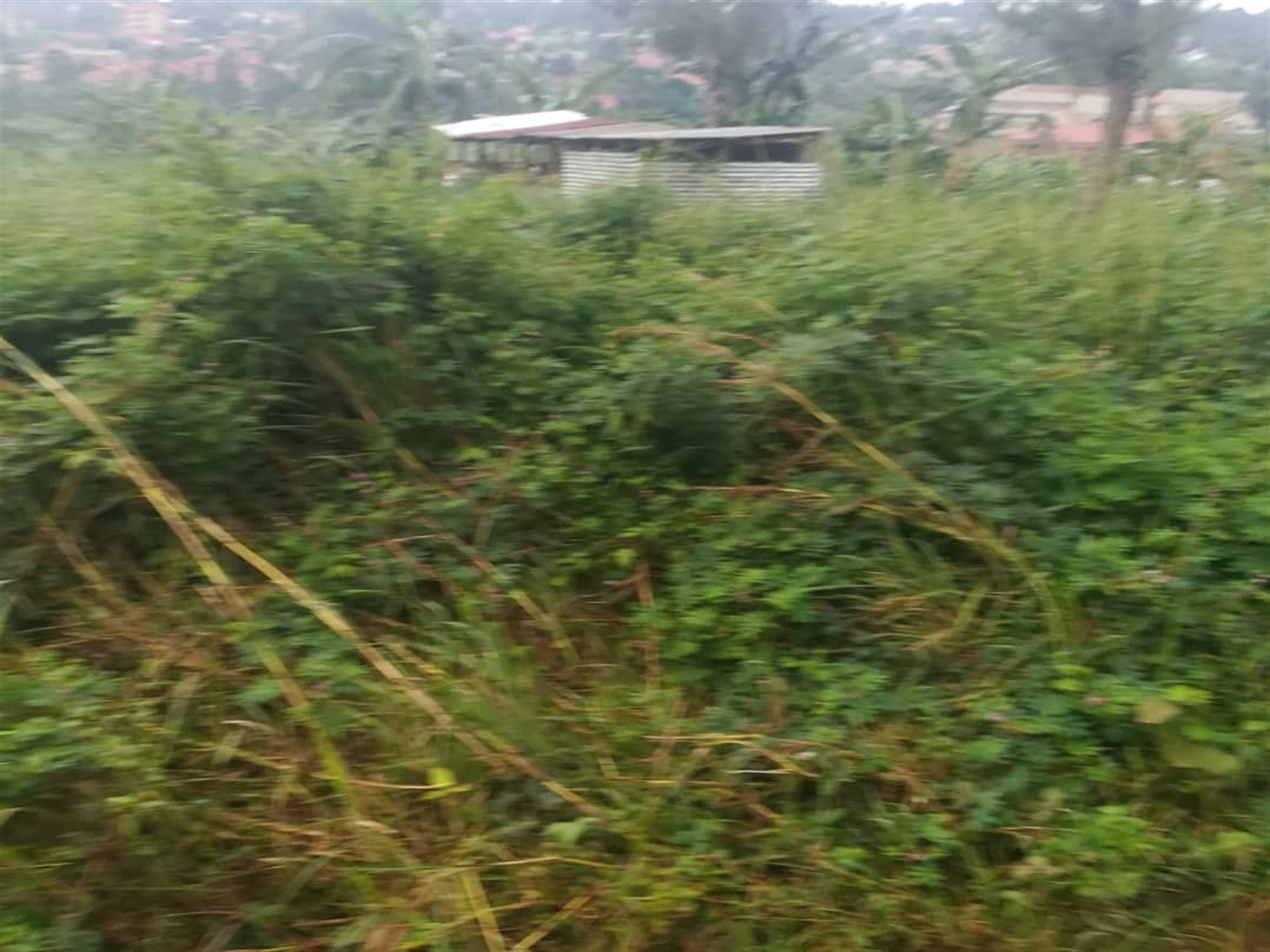 Residential Land for sale in Namubiru Mukono