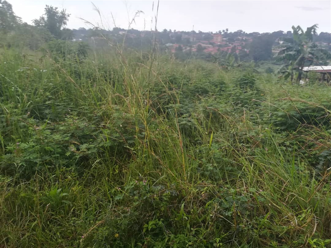 Residential Land for sale in Namubiru Mukono