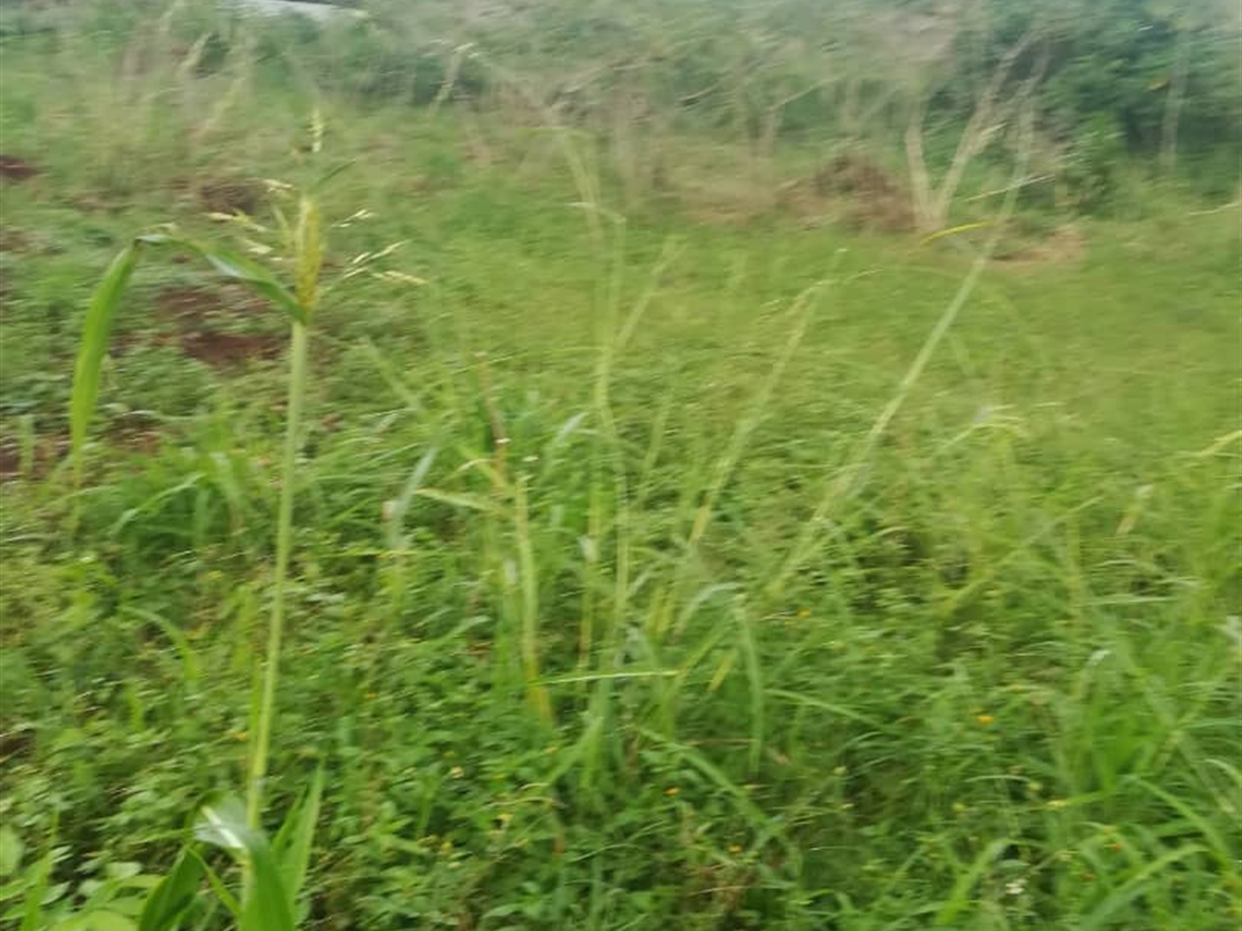 Residential Land for sale in Namubiru Mukono