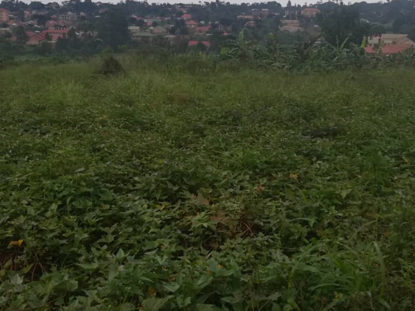 Residential Land for sale in Namubiru Mukono