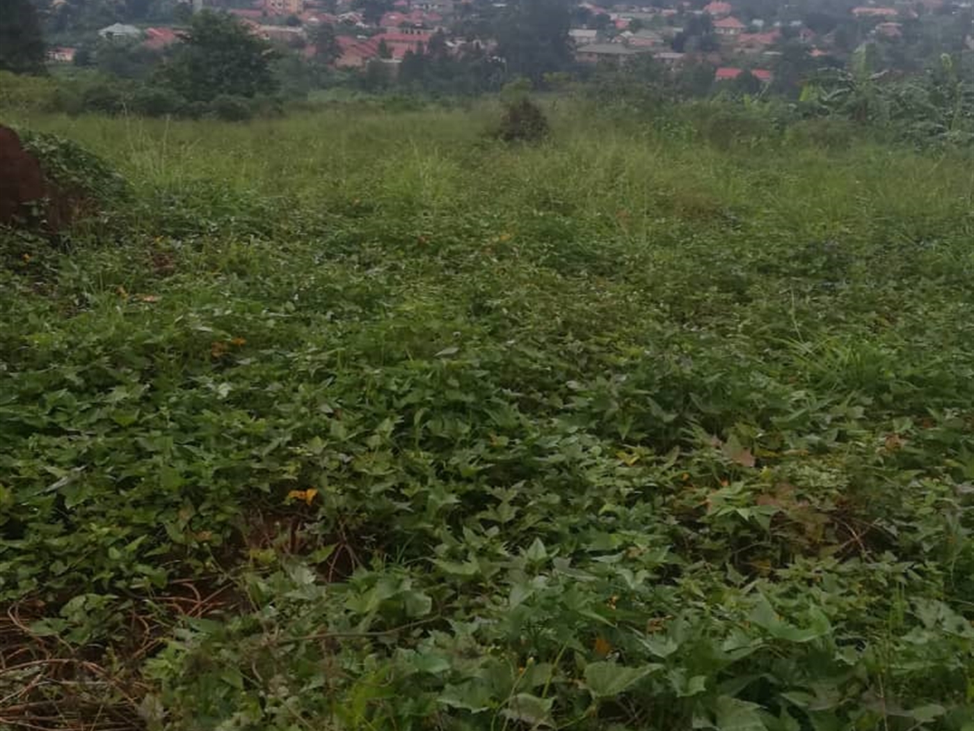 Residential Land for sale in Namubiru Mukono