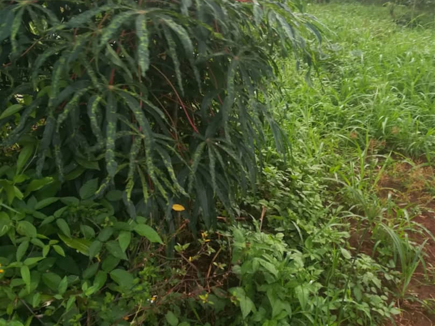 Residential Land for sale in Namubiru Mukono