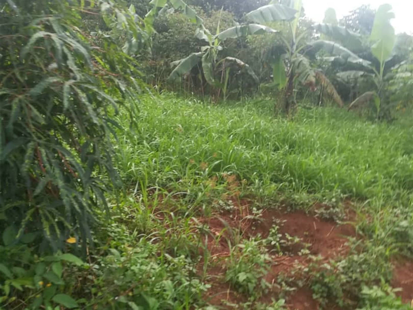 Residential Land for sale in Namubiru Mukono