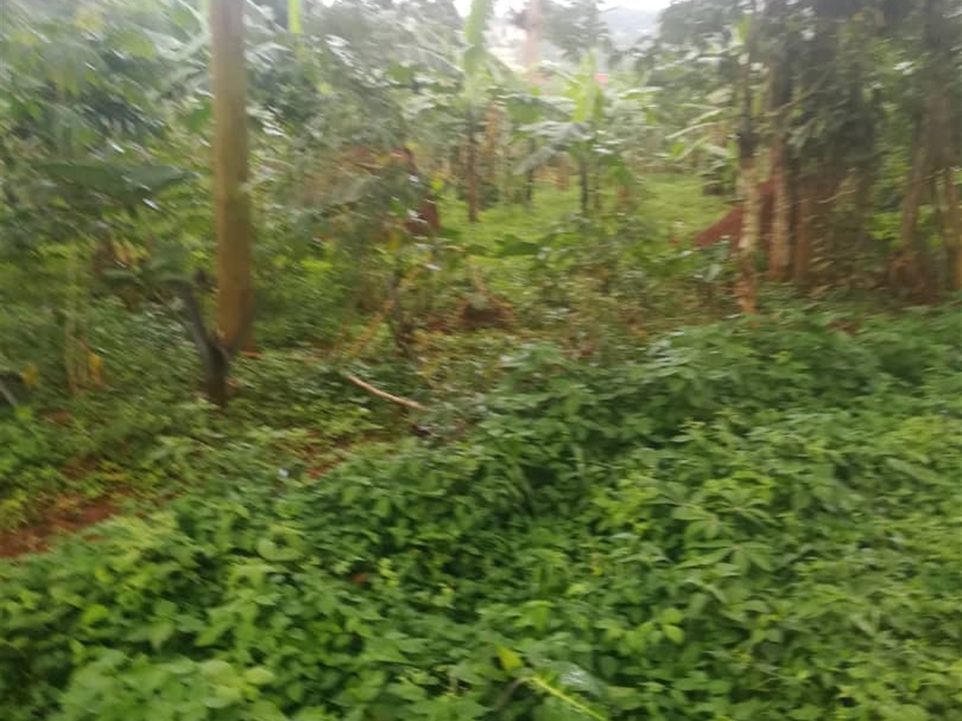 Residential Land for sale in Namubiru Mukono