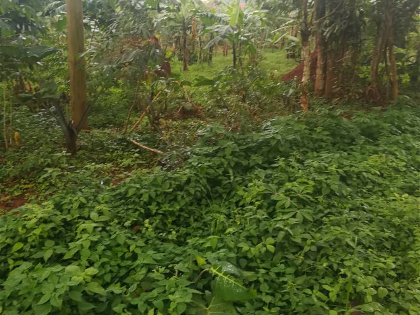 Residential Land for sale in Namubiru Mukono