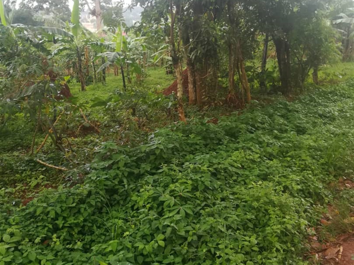 Residential Land for sale in Namubiru Mukono