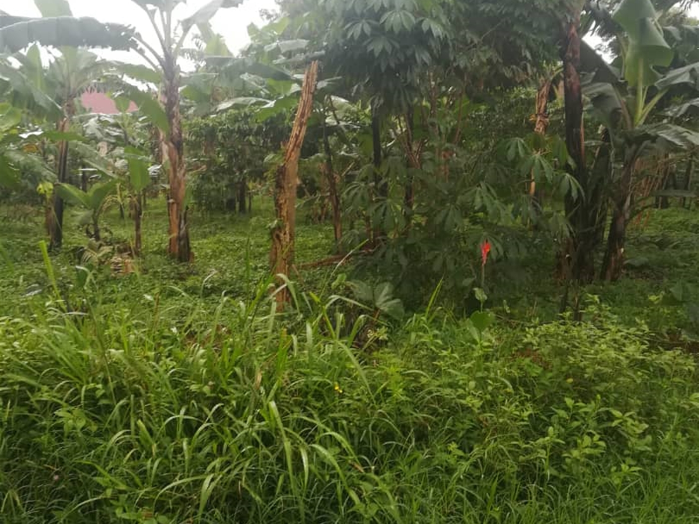 Residential Land for sale in Namubiru Mukono