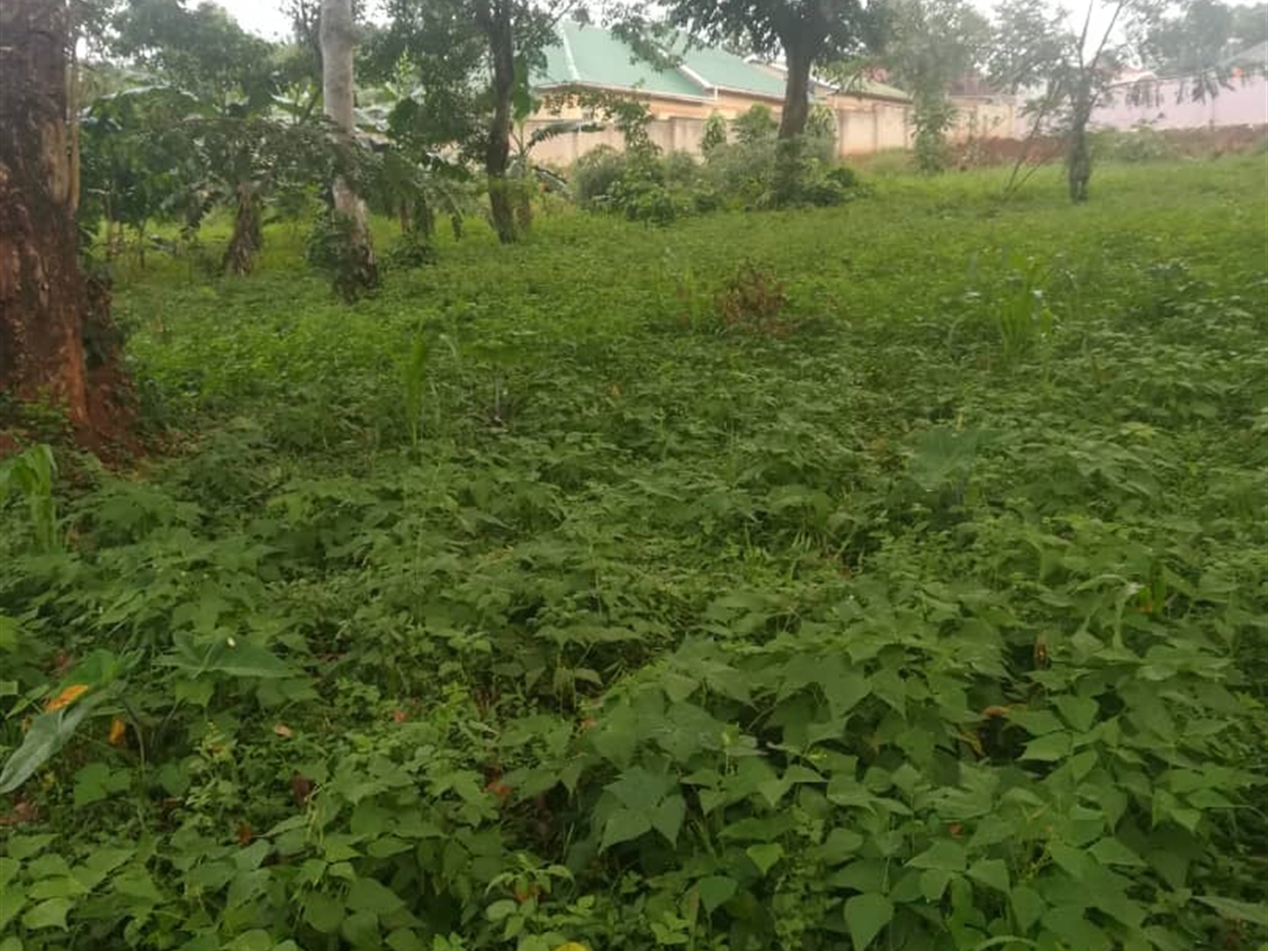 Residential Land for sale in Namubiru Mukono