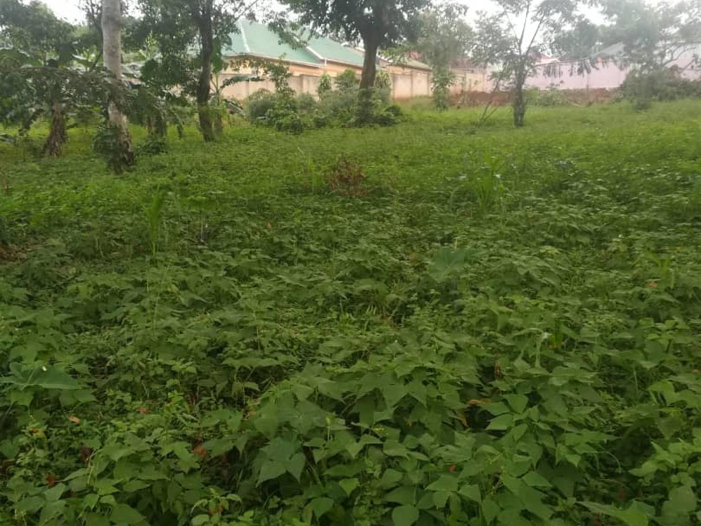 Residential Land for sale in Namubiru Mukono