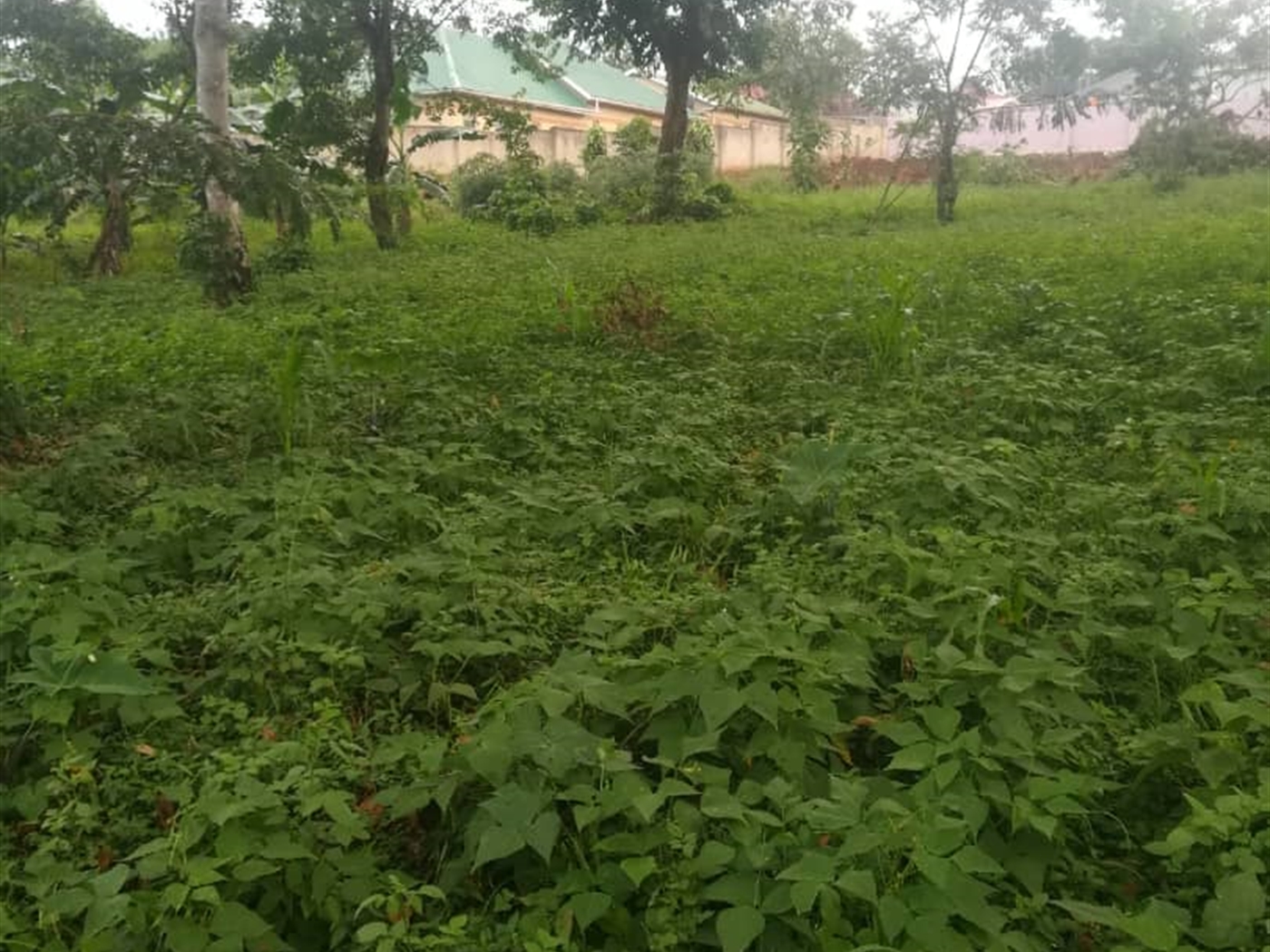 Residential Land for sale in Namubiru Mukono