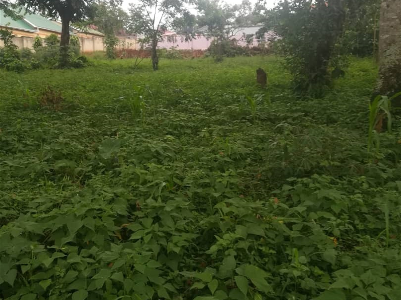 Residential Land for sale in Namubiru Mukono