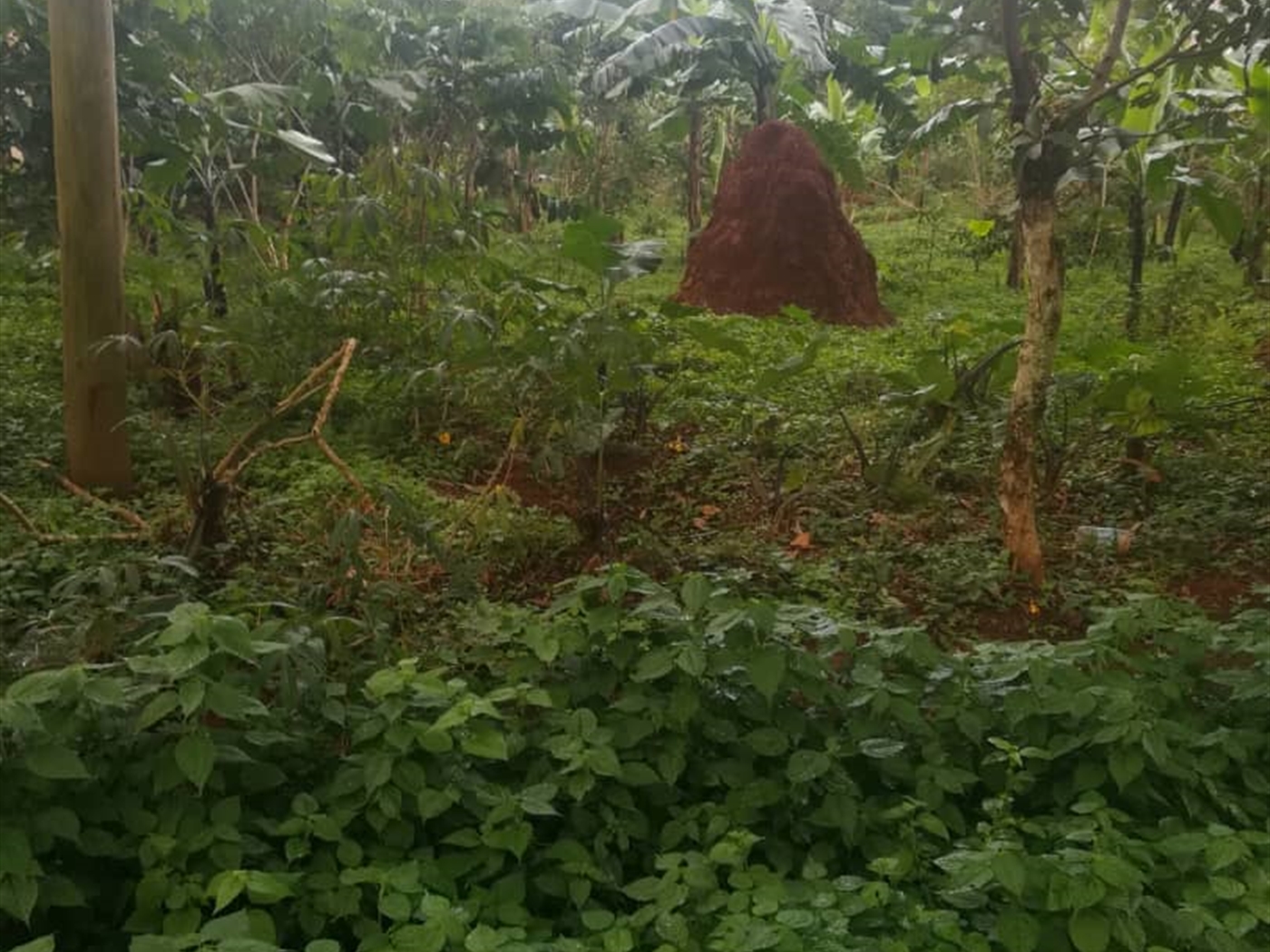 Residential Land for sale in Namubiru Mukono