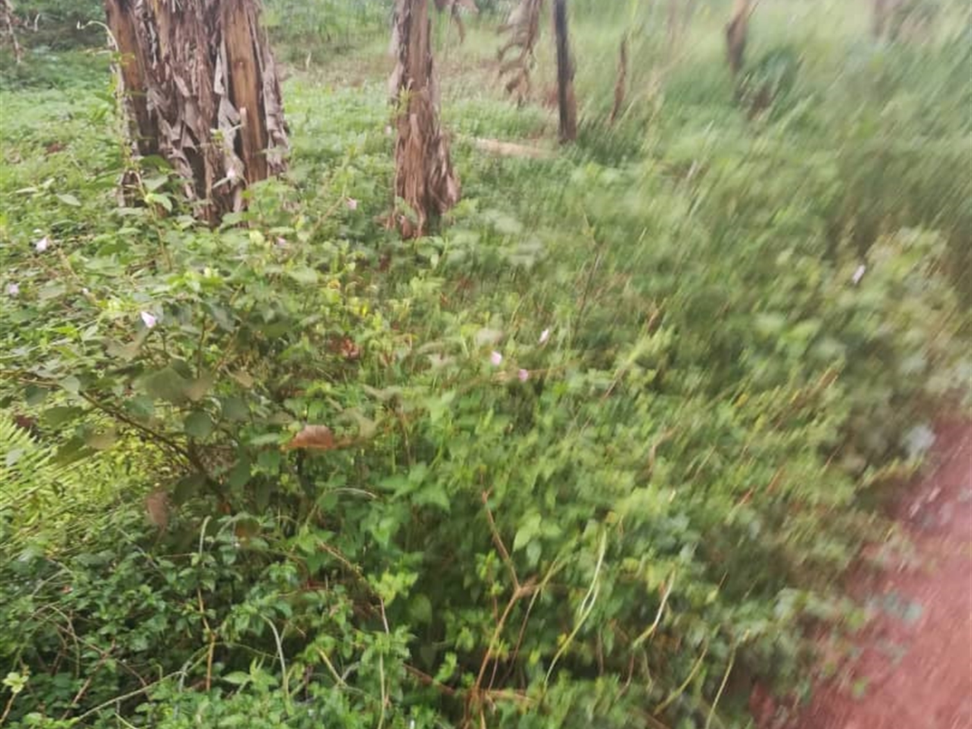 Residential Land for sale in Namubiru Mukono