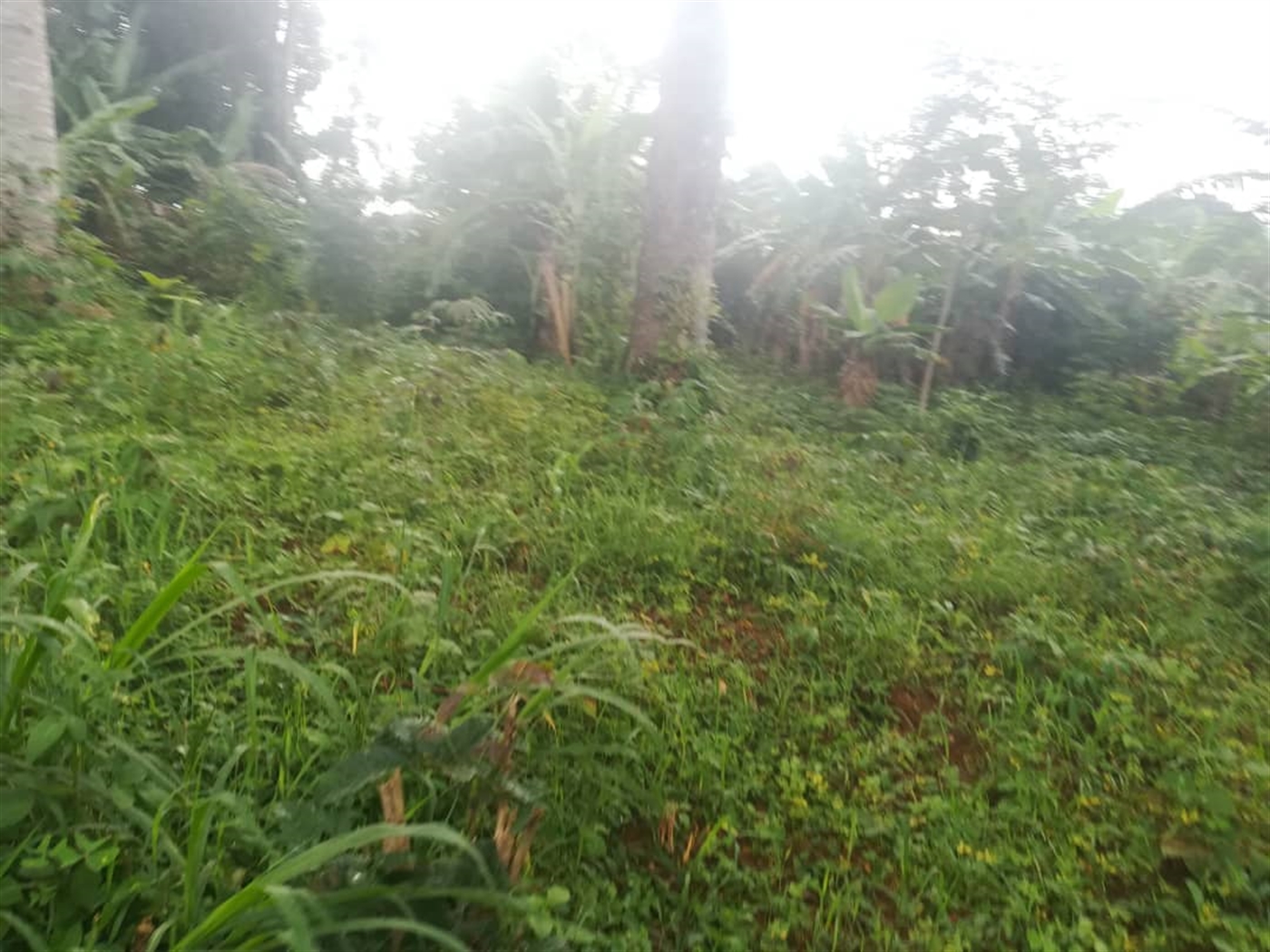 Residential Land for sale in Namubiru Mukono