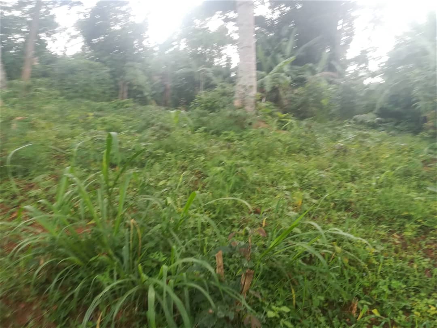 Residential Land for sale in Namubiru Mukono