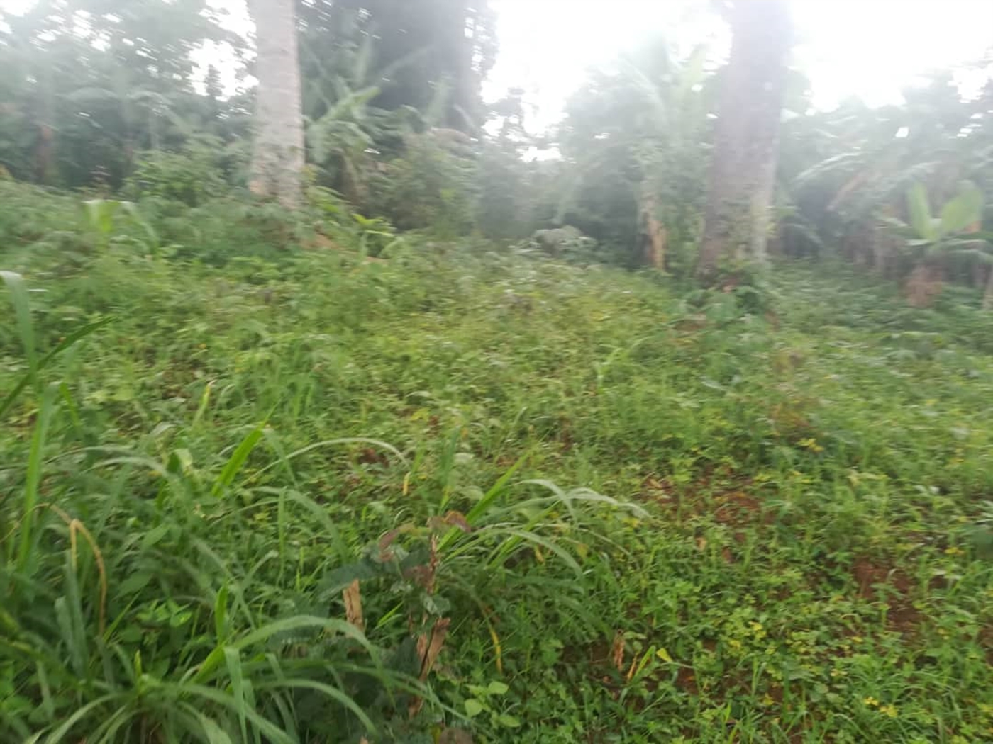 Residential Land for sale in Namubiru Mukono