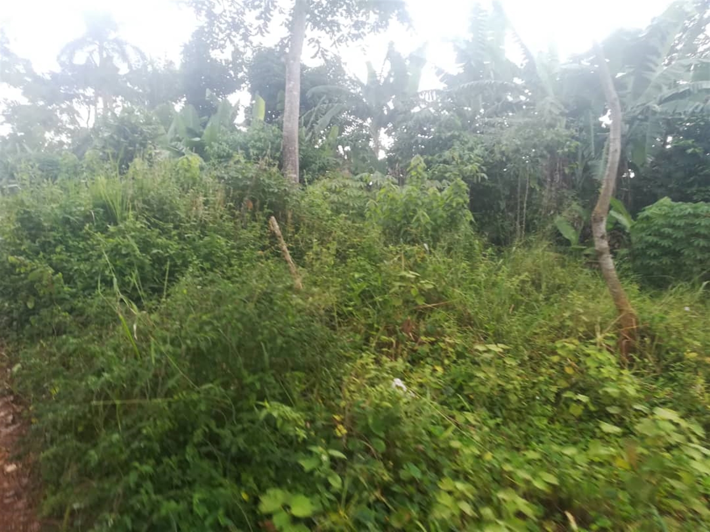 Residential Land for sale in Namubiru Mukono