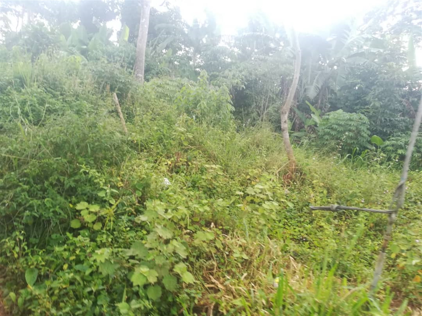 Residential Land for sale in Namubiru Mukono