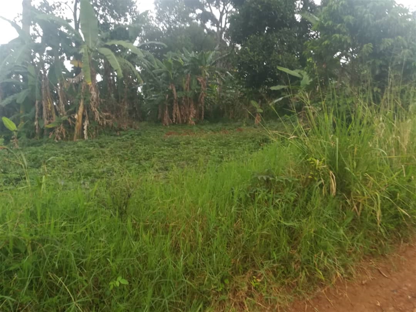 Residential Land for sale in Namubiru Mukono