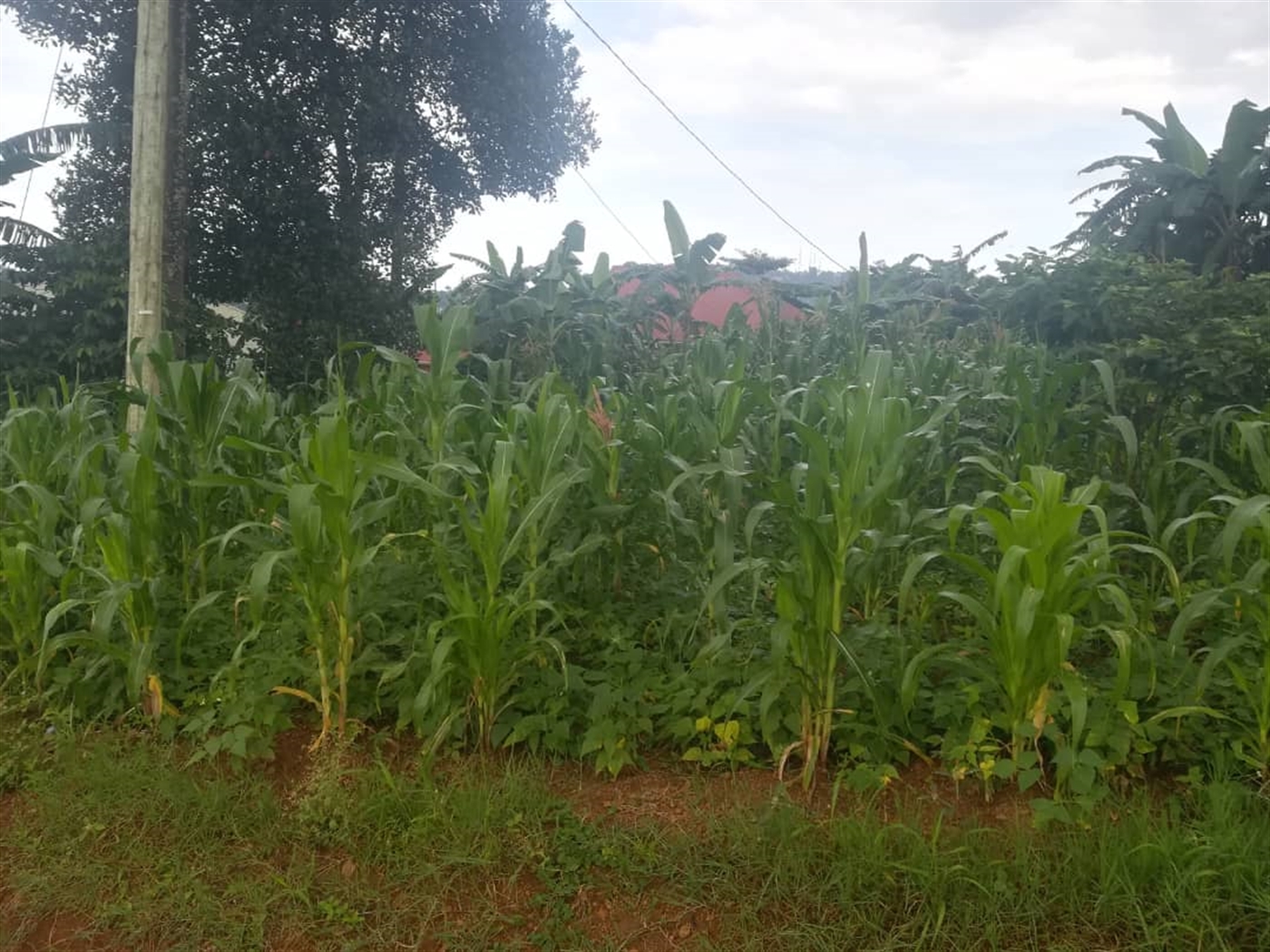 Residential Land for sale in Namubiru Mukono