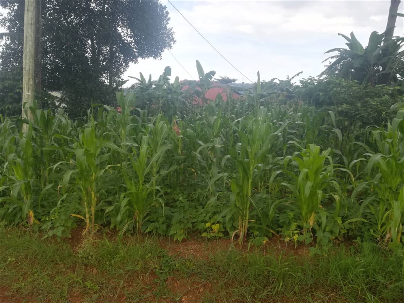 Residential Land for sale in Namubiru Mukono