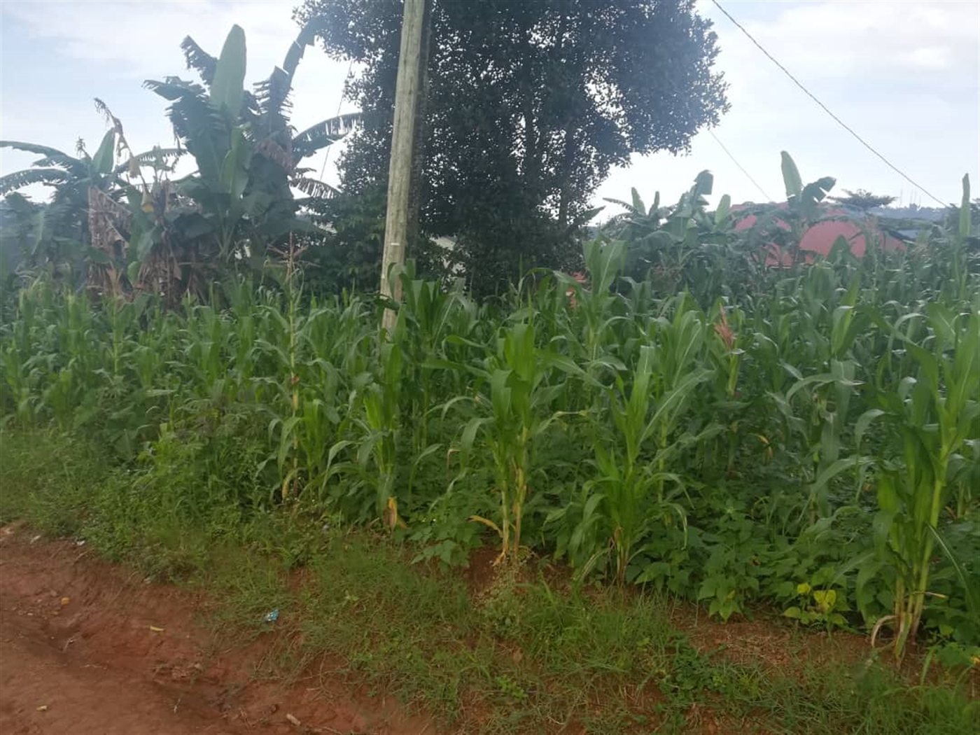 Residential Land for sale in Namubiru Mukono