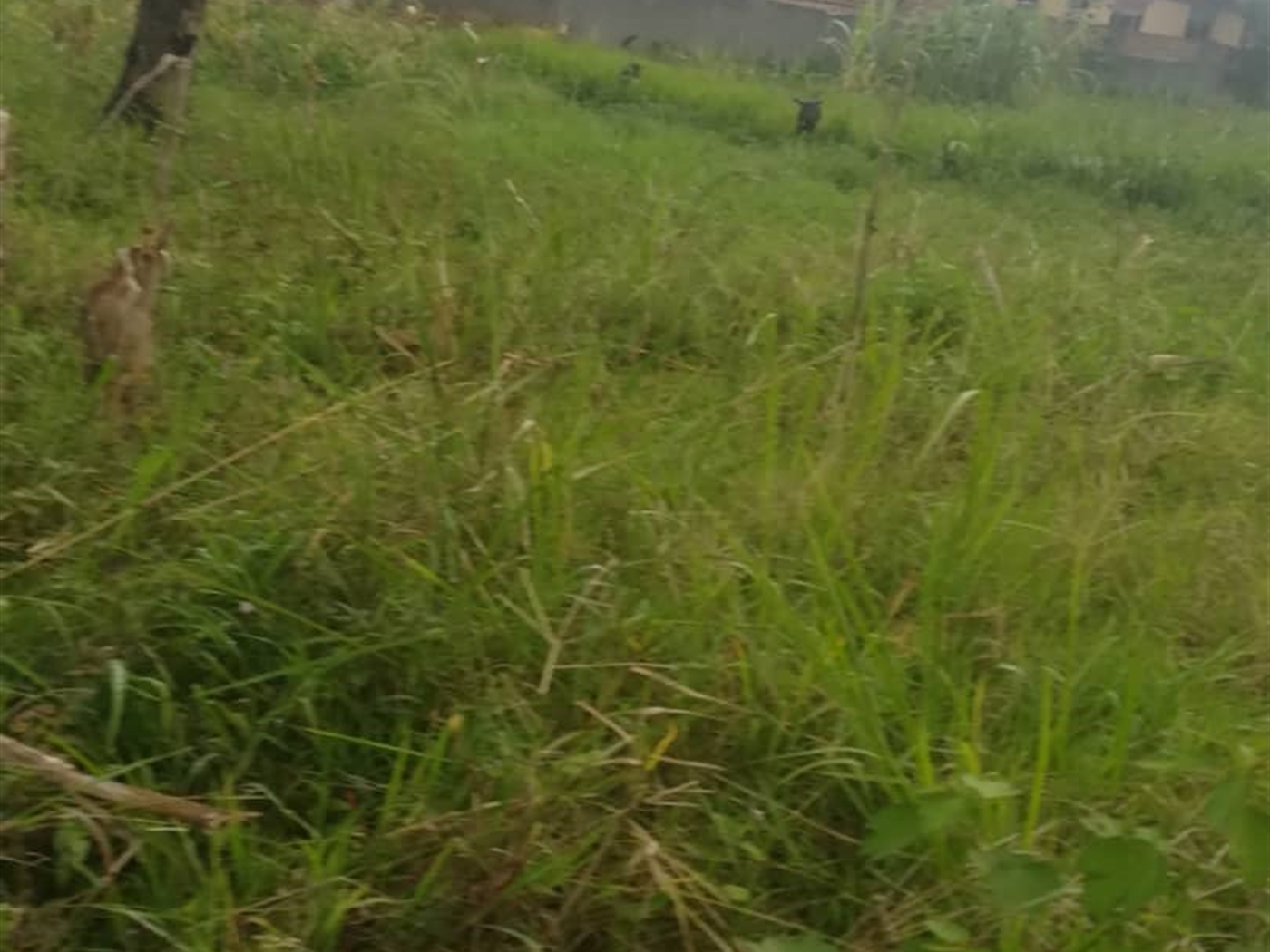 Residential Land for sale in Namubiru Mukono