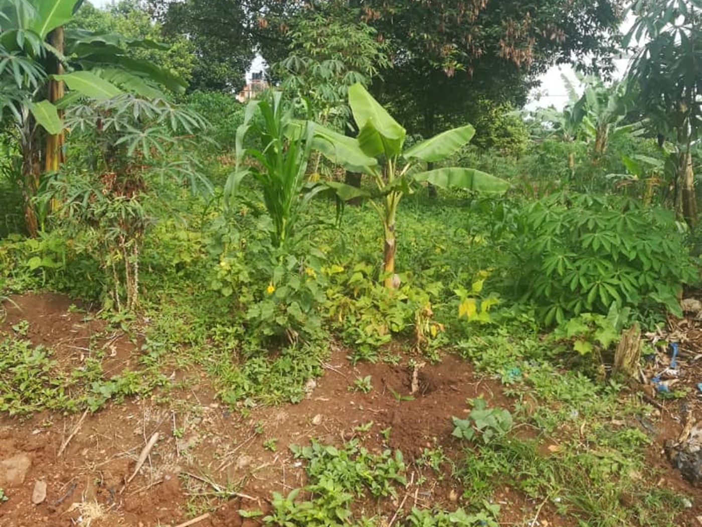 Residential Land for sale in Namubiru Mukono